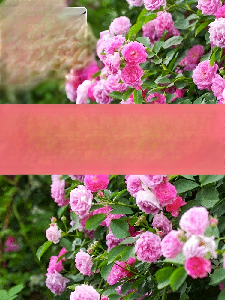 Climbing Rose Seeds [Bloom All Year Round]