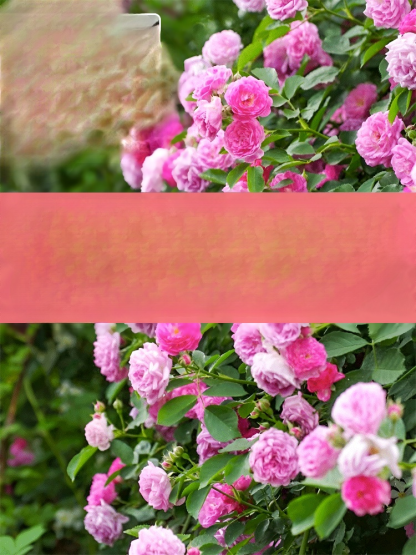 Climbing Rose Seeds [Bloom All Year Round]