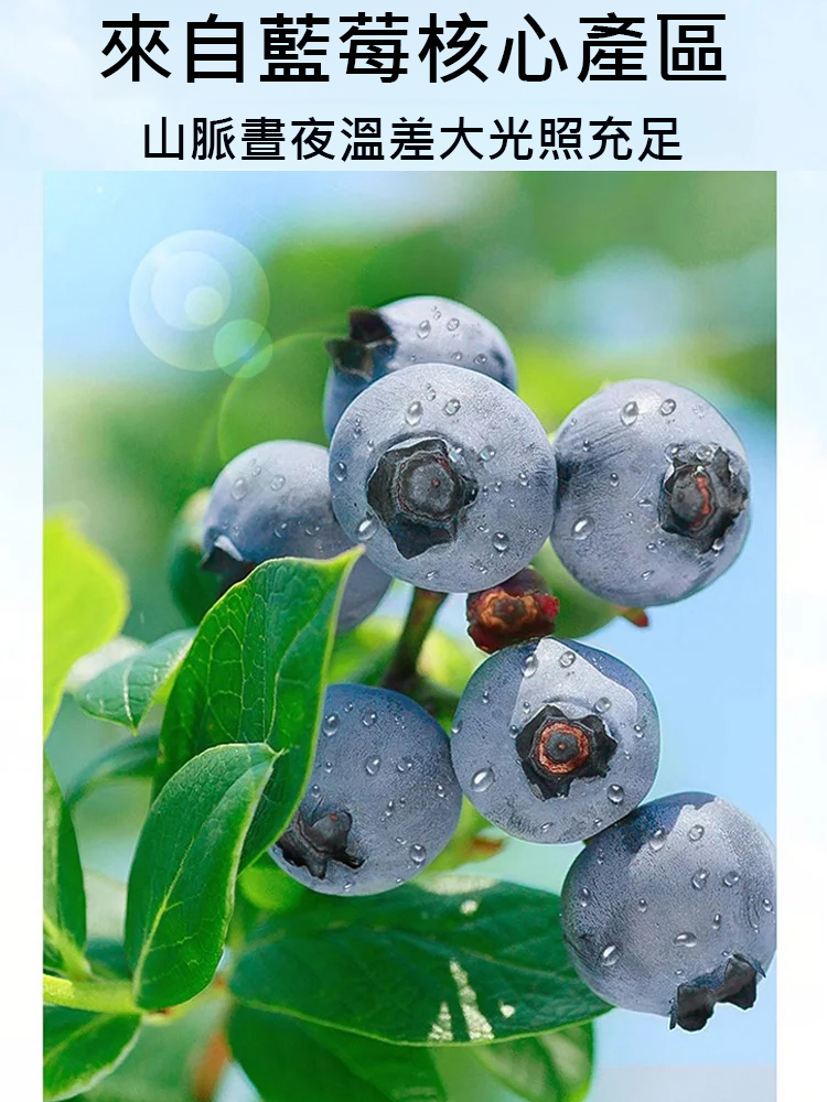 大容量藍莓乾