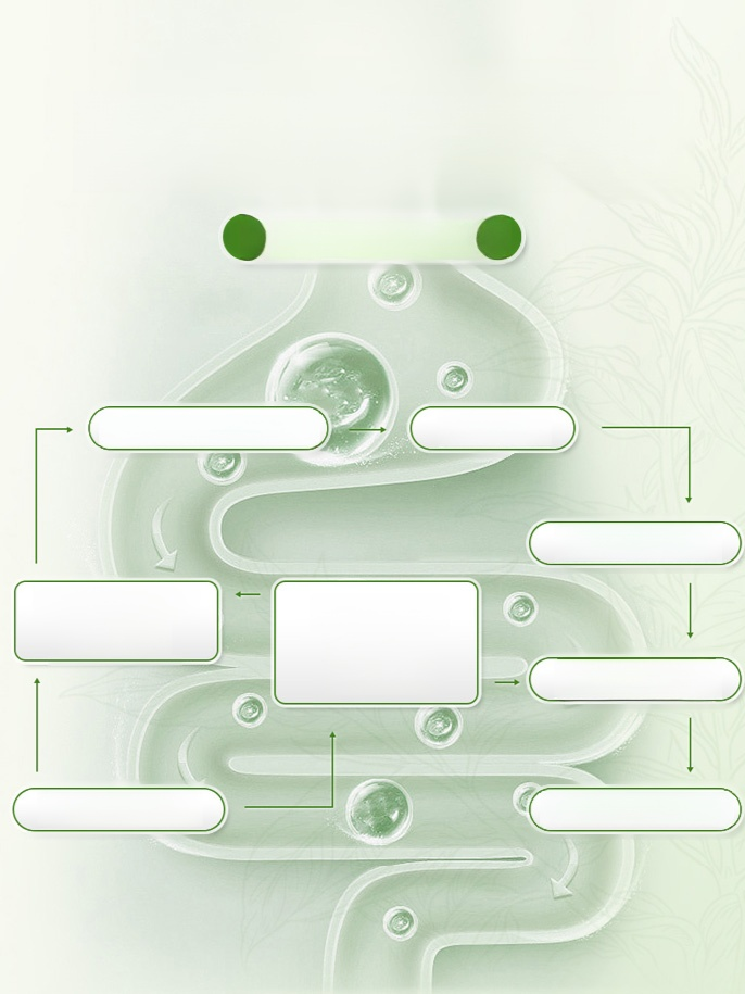 【便秘剋星】馬齒莧麥冬鹿血丸