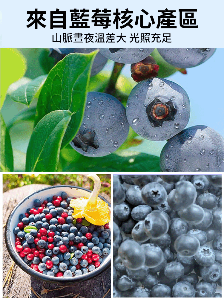 大容量藍莓乾