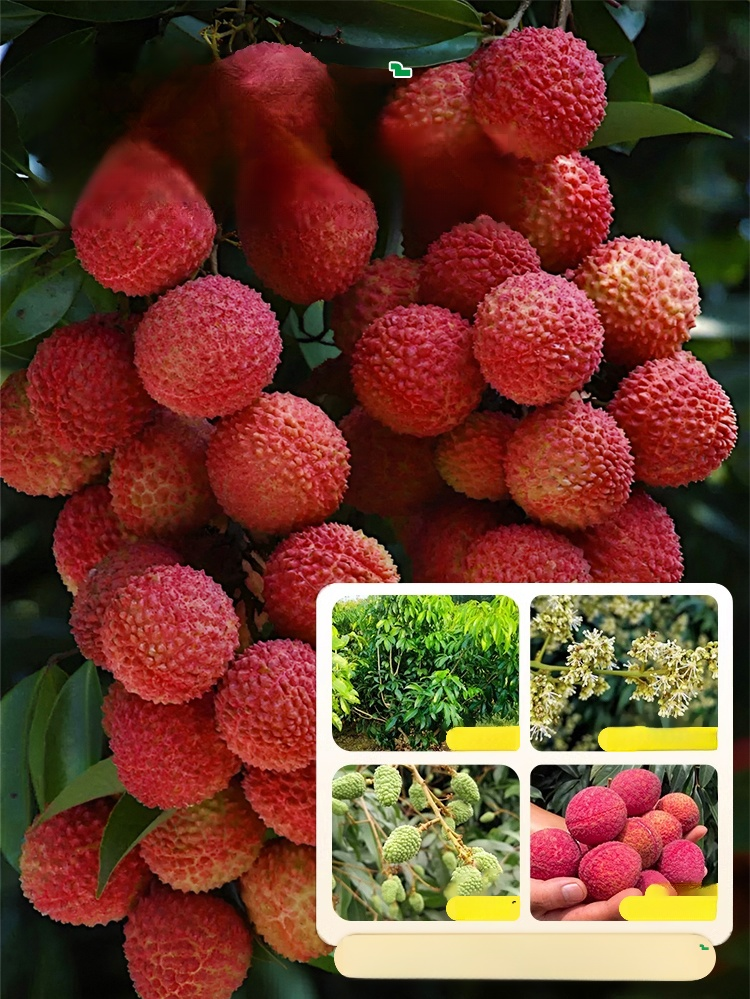 เมล็ดพันธุ์ลิ้นจี่คุณภาพสูง