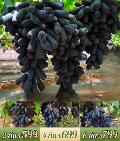 ต้นองุ่นแม่มดดำ รสหวาน-ส่งตามจำนวนในคำสั่งซื้อ