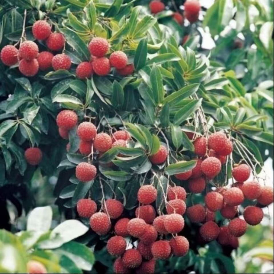 เมล็ดพันธุ์ลิ้นจี่คุณภาพสูง