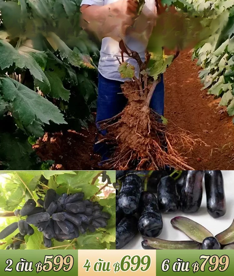 ต้นองุ่นแม่มดดำ รสหวาน-ส่งตามจำนวนในคำสั่งซื้อ