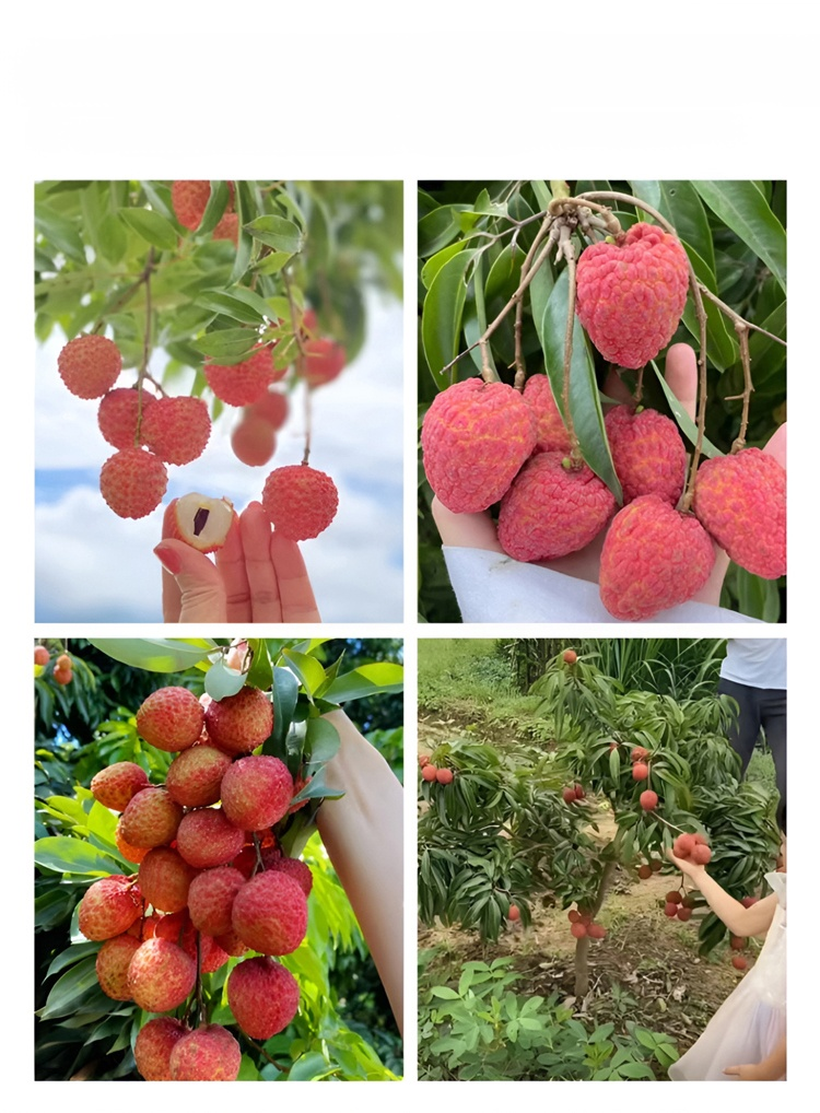 เมล็ดพันธุ์ลิ้นจี่คุณภาพสูง