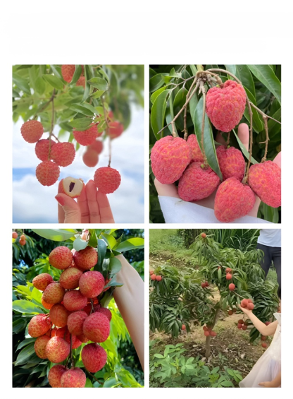 เมล็ดพันธุ์ลิ้นจี่คุณภาพสูง
