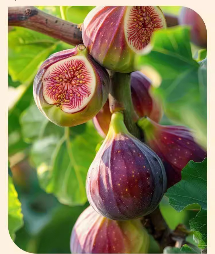 翻译件-HFH-无花果黑芝麻核桃夹心派-1245540_16.jpg
