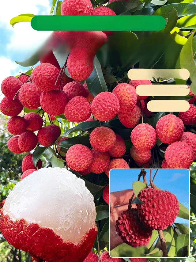 เมล็ดพันธุ์ลิ้นจี่คุณภาพสูง