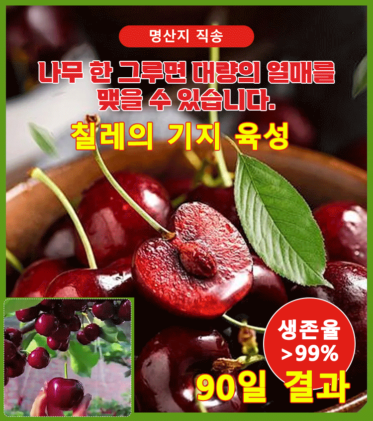 전수입 칠레산 체리 씨앗 