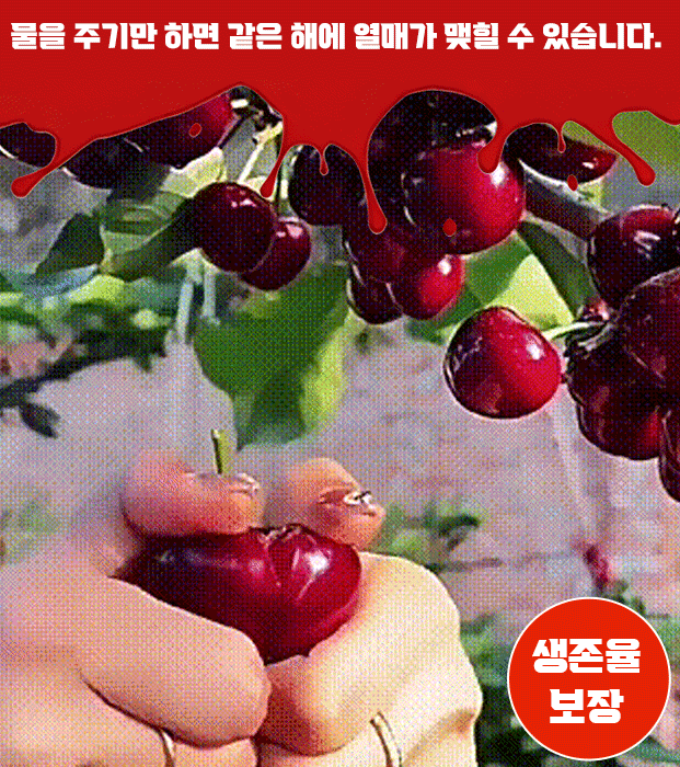전수입 칠레산 체리 씨앗 