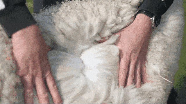 外套_24.gif