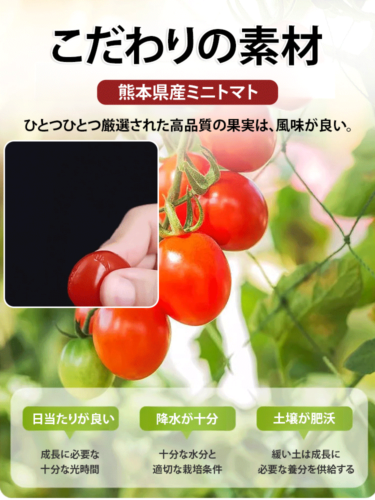 【熊本県直送】ドライミニトマト
