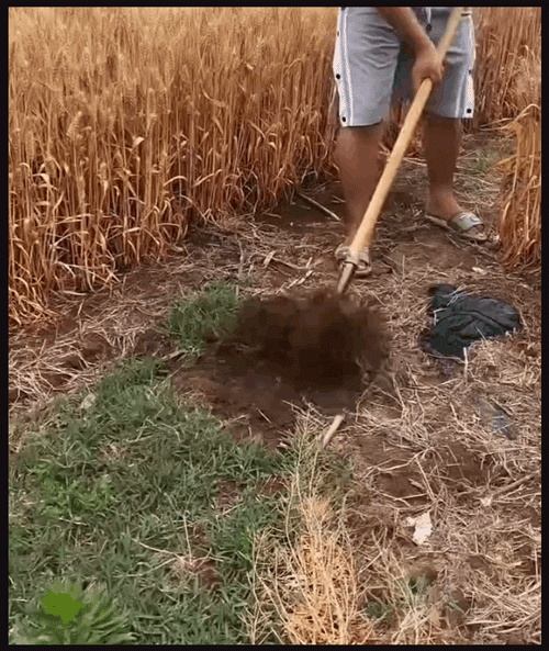 HFH-加厚锰钢多功能钢耙_15-1.gif