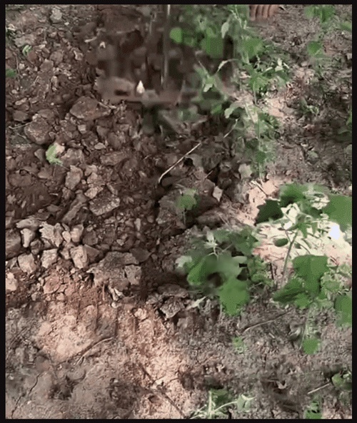HFH-加厚锰钢多功能钢耙_17-1.gif