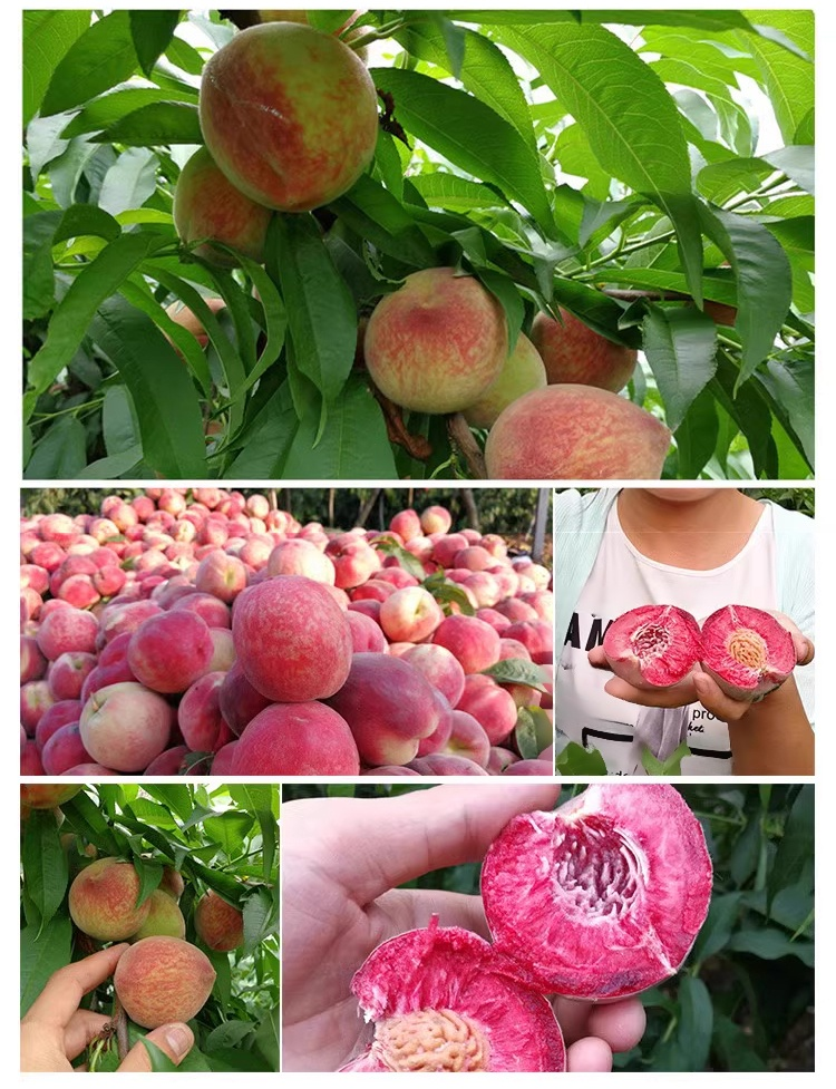 翻译件-JC-正宗血桃树苗-1226598-系统_05.jpg