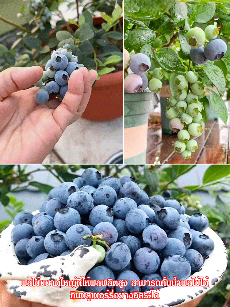 [ตราบใดที่ยังมีดิน มันก็จะออกผล] ต้นกล้าบลูเบอร์รี่สายพันธุ์ใหม่