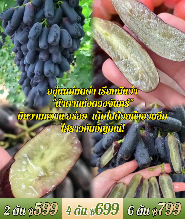 ต้นองุ่นแม่มดดำ รสหวาน-ส่งตามจำนวนในคำสั่งซื้อ