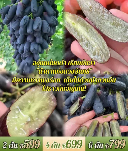 ต้นองุ่นแม่มดดำ รสหวาน-ส่งตามจำนวนในคำสั่งซื้อ