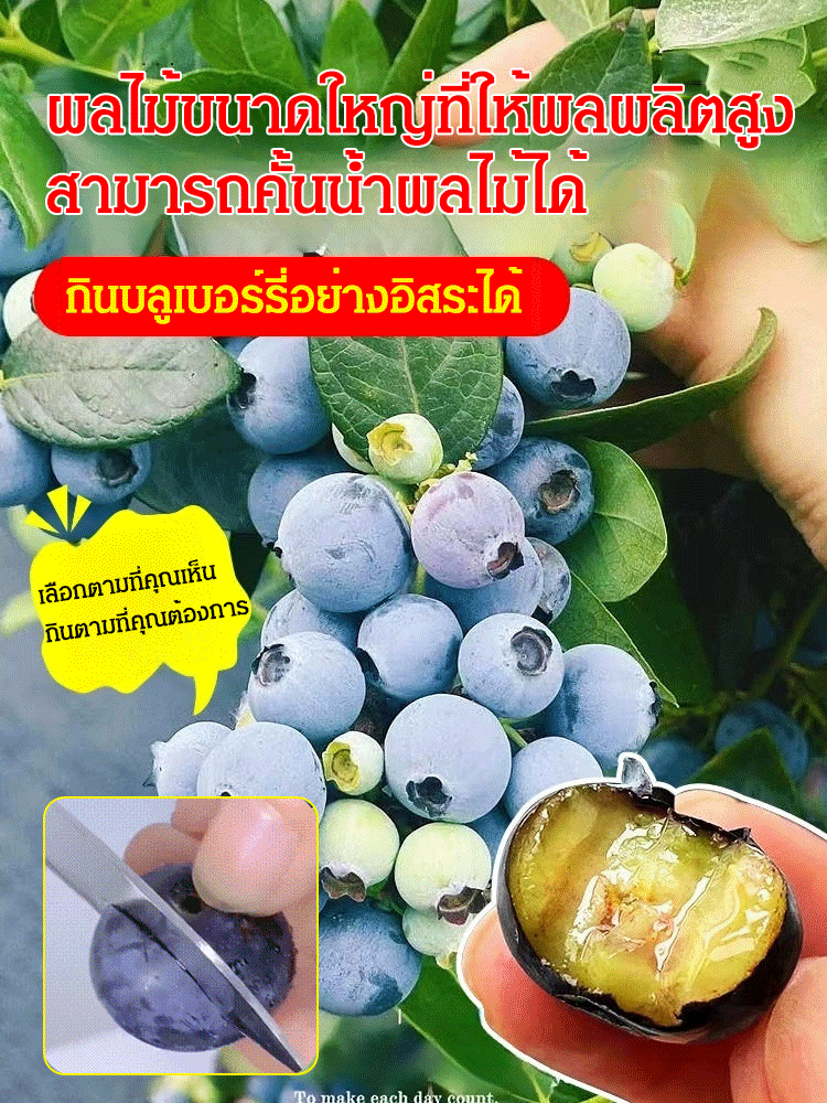 [ตราบใดที่ยังมีดิน มันก็จะออกผล] ต้นกล้าบลูเบอร์รี่สายพันธุ์ใหม่
