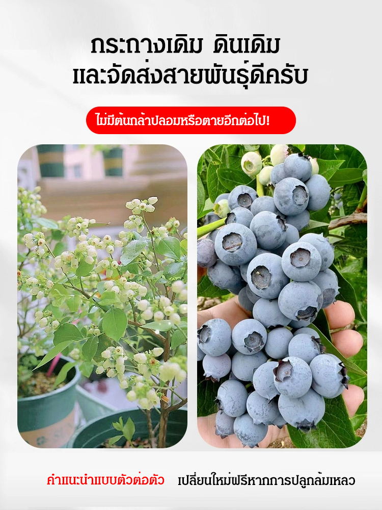 [ตราบใดที่ยังมีดิน มันก็จะออกผล] ต้นกล้าบลูเบอร์รี่สายพันธุ์ใหม่