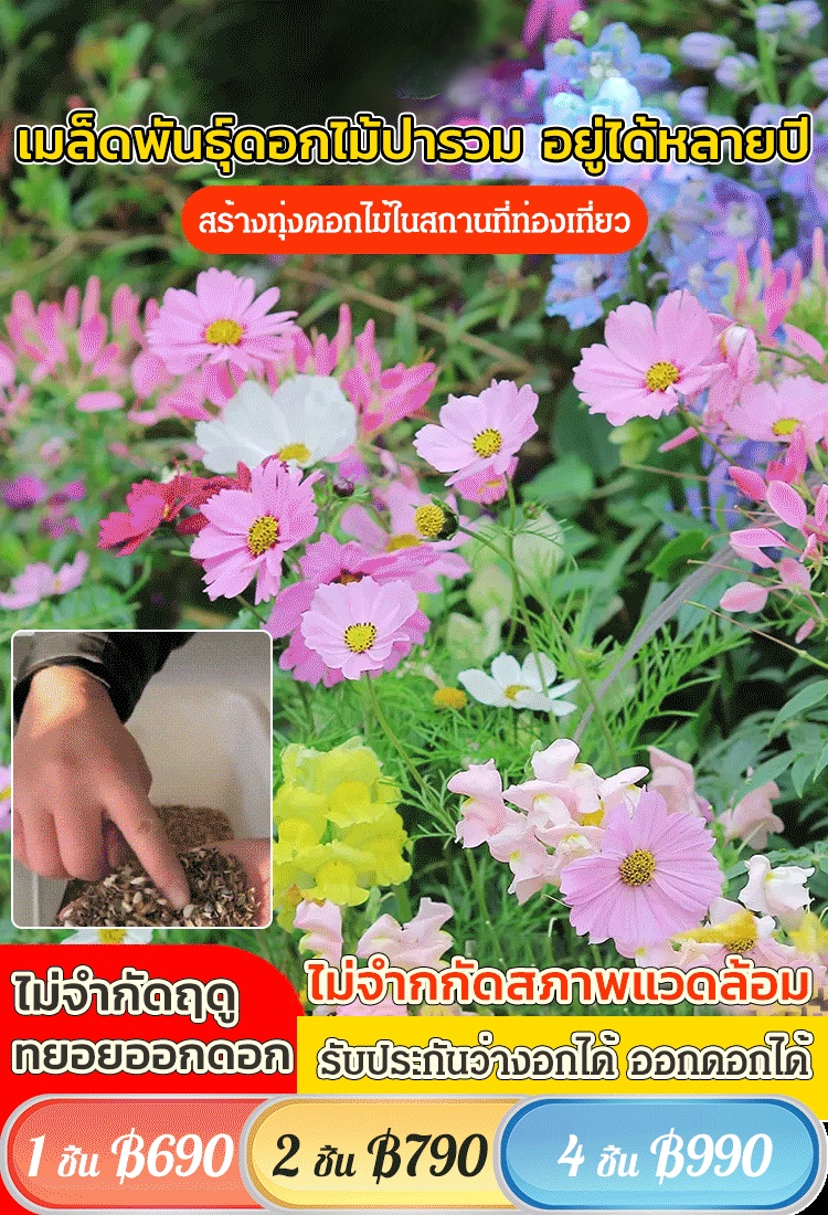 【ทุ่งดอกไม้สีสันหลากสี】เมล็ดพันธุ์ดอกไม้รวม
