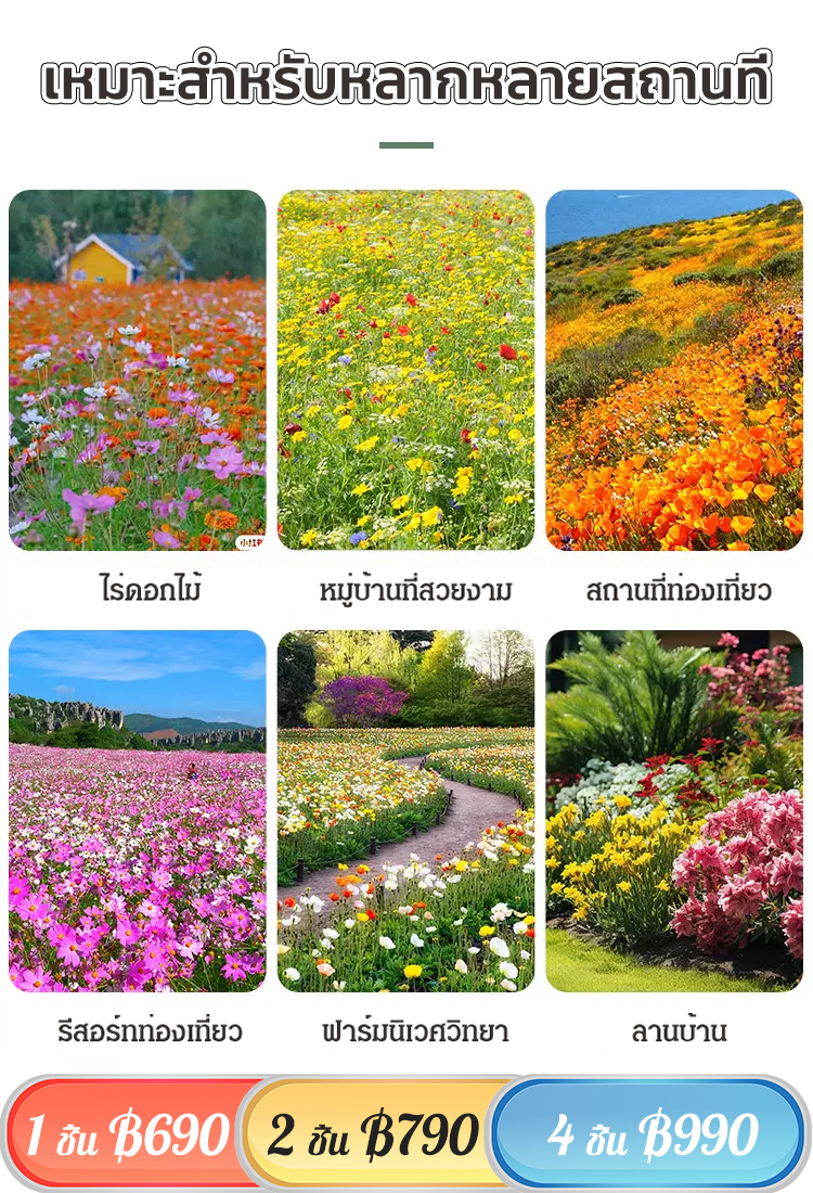 【ทุ่งดอกไม้สีสันหลากสี】เมล็ดพันธุ์ดอกไม้รวม