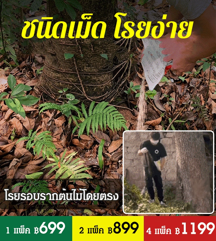 ยากำจัดวัชพืชไม้ไผ่ต้นใหญ่