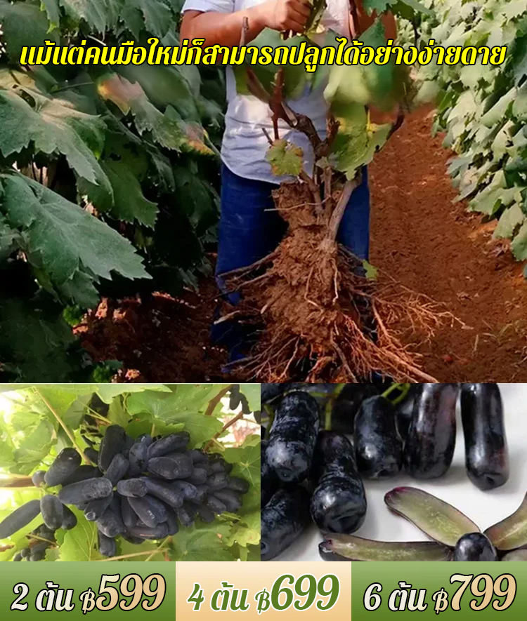 ต้นองุ่นแม่มดดำ รสหวาน-ส่งตามจำนวนในคำสั่งซื้อ