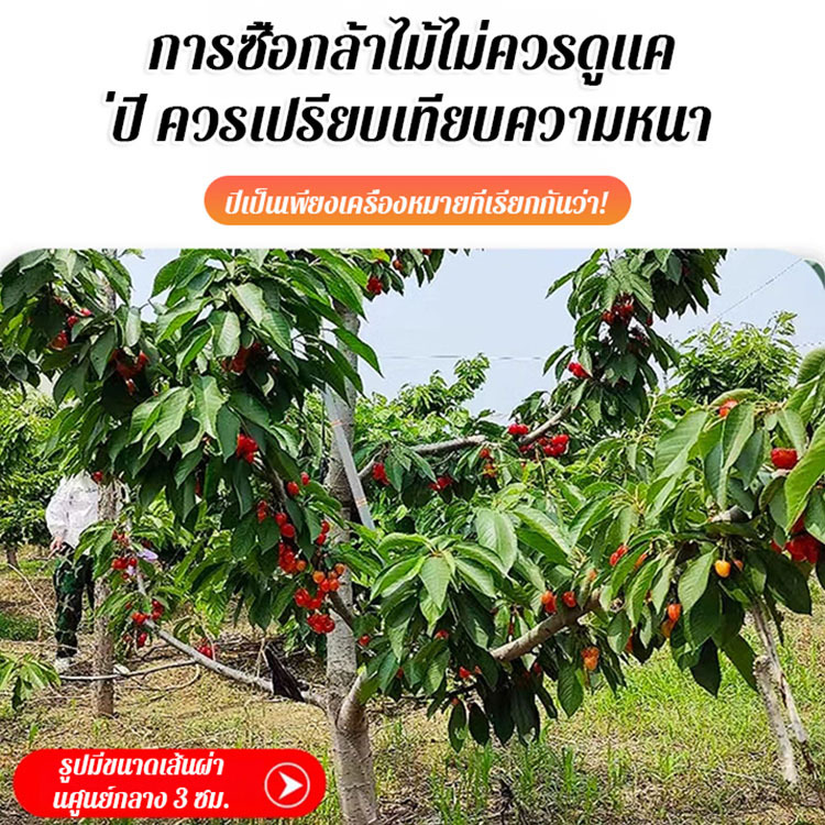ต้นกล้าต้นเชอร์รี่