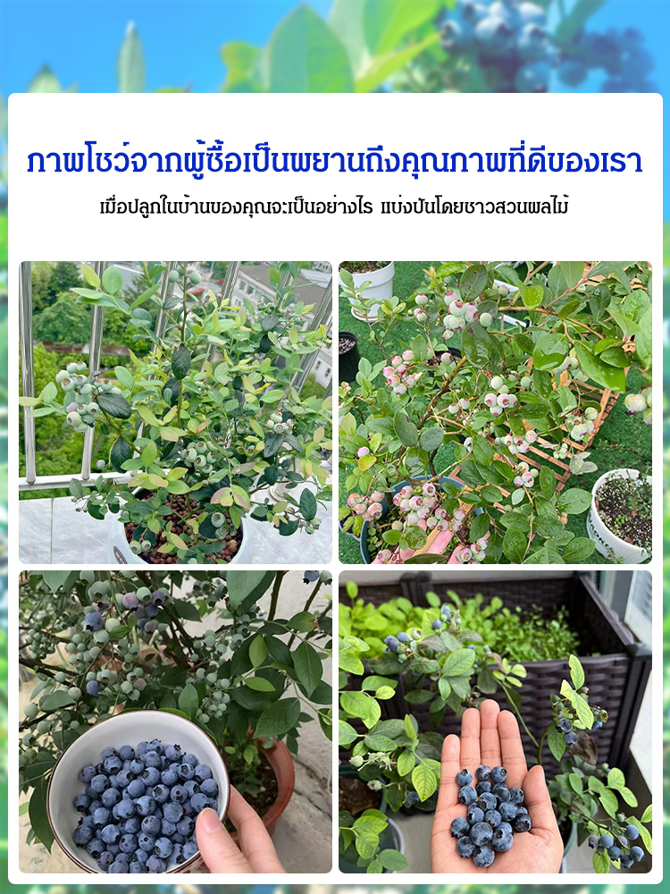 [ตราบใดที่ยังมีดิน มันก็จะออกผล] ต้นกล้าบลูเบอร์รี่สายพันธุ์ใหม่