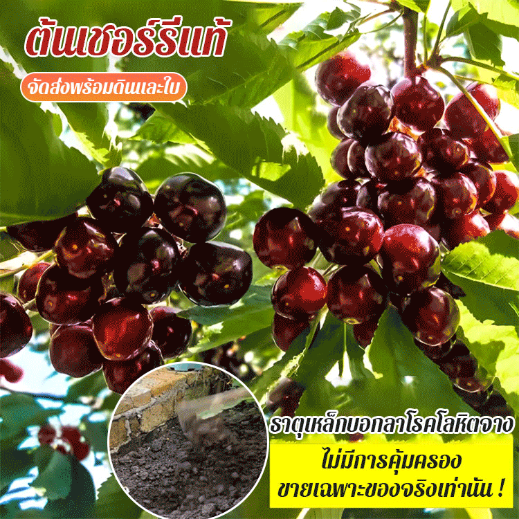 ต้นกล้าต้นเชอร์รี่