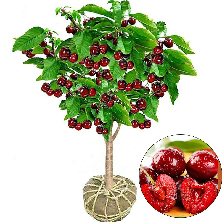 ต้นกล้าต้นเชอร์รี่