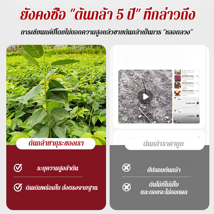 ต้นกล้าต้นเชอร์รี่