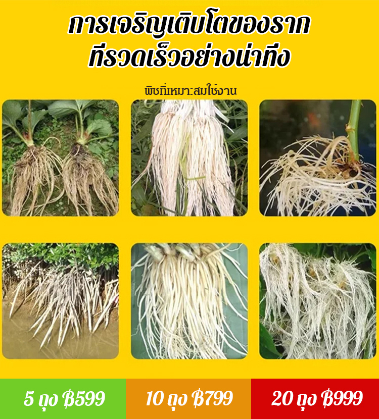 ผงเร่งรากผักแข็งแกร่ง