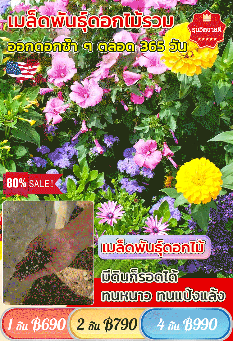 【ทุ่งดอกไม้สีสันหลากสี】เมล็ดพันธุ์ดอกไม้รวม