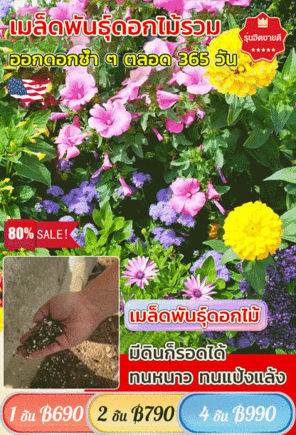 【ทุ่งดอกไม้สีสันหลากสี】เมล็ดพันธุ์ดอกไม้รวม