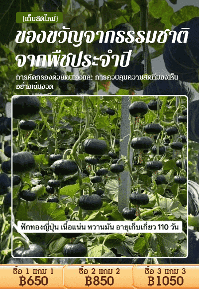 [ได้ผลเต็ม] เมล็ดฟักทองญี่ปุ่น สีเขียวดำ ทดแทนอาหาร