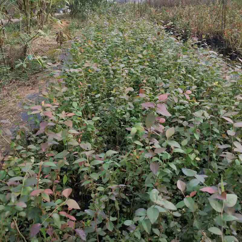 [ตราบใดที่ยังมีดิน มันก็จะออกผล] ต้นกล้าบลูเบอร์รี่สายพันธุ์ใหม่