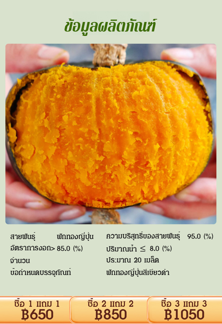 [ได้ผลเต็ม] เมล็ดฟักทองญี่ปุ่น สีเขียวดำ ทดแทนอาหาร