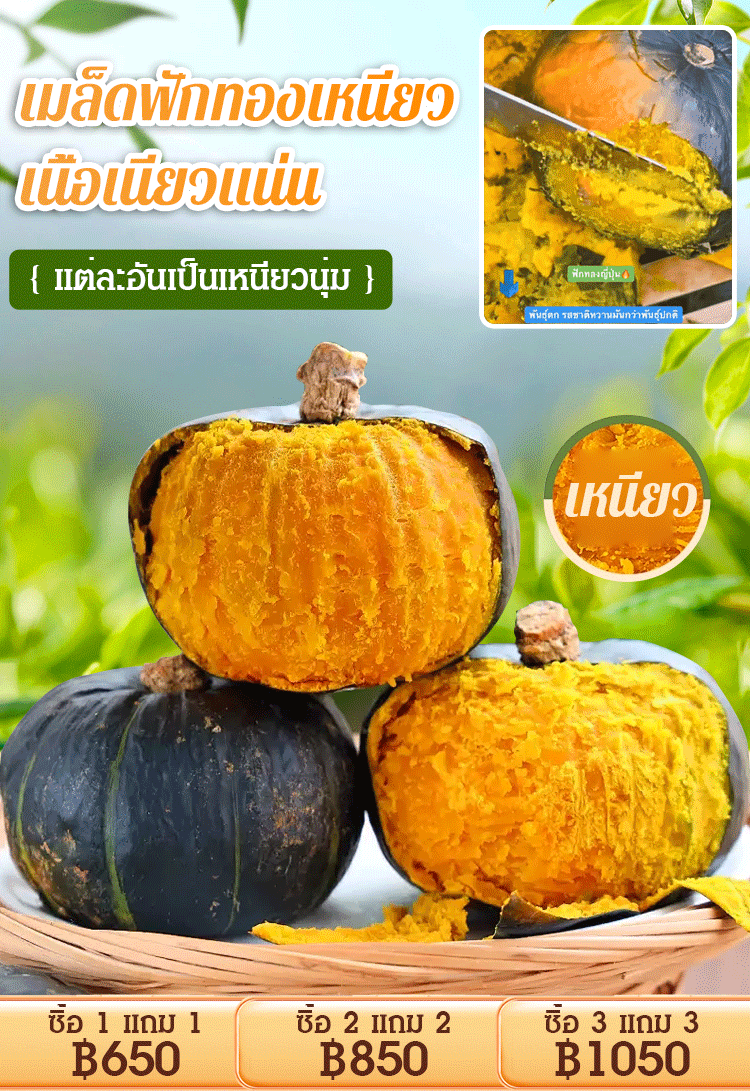 [ได้ผลเต็ม] เมล็ดฟักทองญี่ปุ่น สีเขียวดำ ทดแทนอาหาร