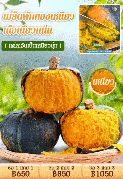 [ได้ผลเต็ม] เมล็ดฟักทองญี่ปุ่น สีเขียวดำ ทดแทนอาหาร
