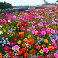 【ทุ่งดอกไม้สีสันหลากสี】เมล็ดพันธุ์ดอกไม้รวม