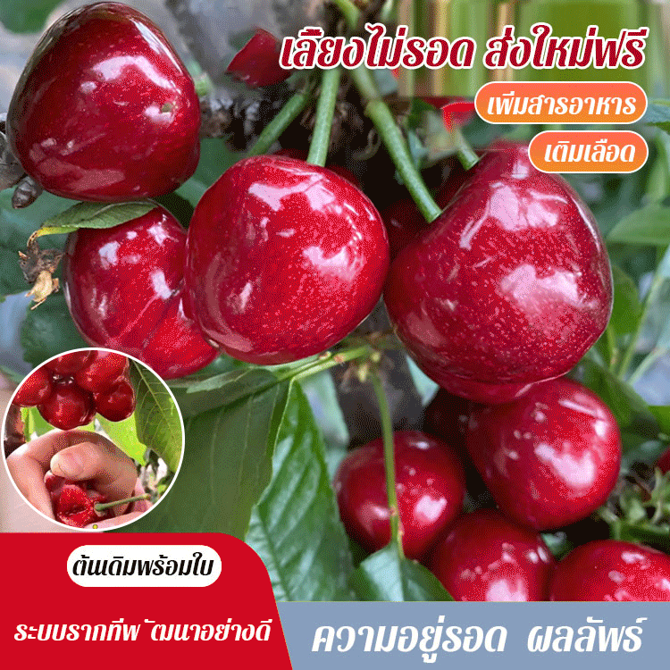 ต้นกล้าต้นเชอร์รี่