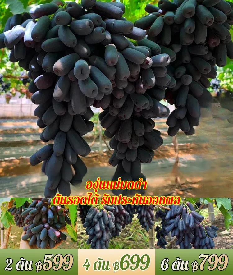 ต้นองุ่นแม่มดดำ รสหวาน-ส่งตามจำนวนในคำสั่งซื้อ