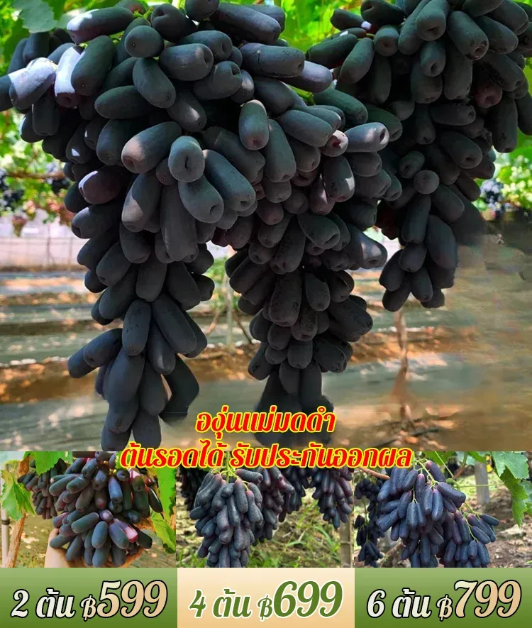 ต้นองุ่นแม่มดดำ รสหวาน-ส่งตามจำนวนในคำสั่งซื้อ
