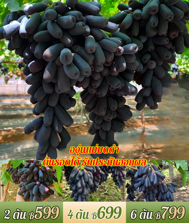 ต้นองุ่นแม่มดดำ รสหวาน-ส่งตามจำนวนในคำสั่งซื้อ