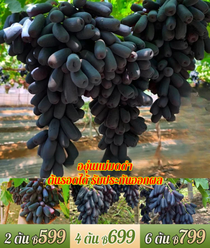 ต้นองุ่นแม่มดดำ รสหวาน-ส่งตามจำนวนในคำสั่งซื้อ