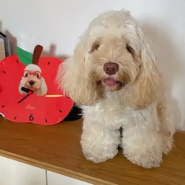 カスタマイズされたペットの写真をパーソナライズした壁掛け時計