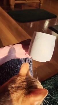 手描きペットカスタムマグ 猫マグ 犬マグ ペットマグ-welikecustom-MJ